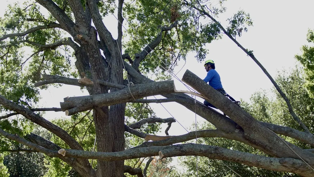 Professional Crown Thinning performed by certified arborists in Kimmswick