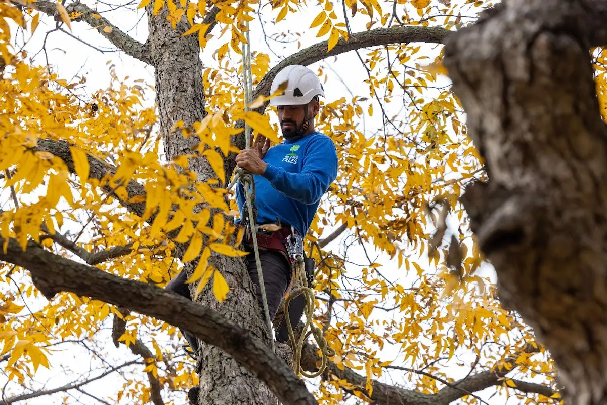 Skilled Storm Damage Cleanup crew working in Kimmswick